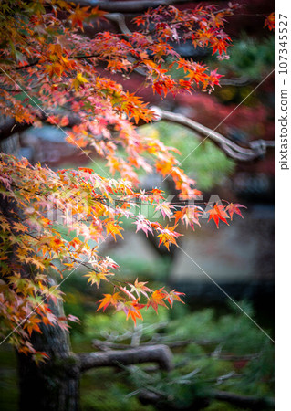 Autumn in Kyoto, autumn leaves at Rakuo-in Temple, colorful autumn leaves in the main garden under the autumn sunset 107345527