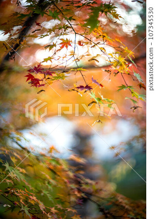 京都的秋天,樂王院的秋葉,秋日夕陽下主花園裡色彩繽紛的秋葉,光的漩渦 京都的秋天,樂王院的秋葉,秋日夕陽下主花園裡色彩繽紛的秋葉,光的漩渦 107345530