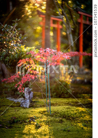 京都的秋天，樂王院的秋葉，色彩斑斕的秋葉，秋日夕陽下長滿苔蘚的神社參道上，光影漩渦。 107345539