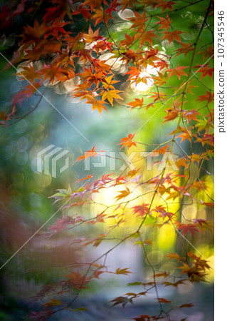 京都的秋天，樂王院的秋葉，秋天夕陽下的神社參道上色彩繽紛的秋葉，光的漩渦 107345546