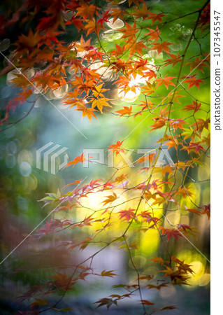 京都的秋天，樂王院的秋葉，秋天夕陽下的神社參道上色彩繽紛的秋葉，光的漩渦 107345547