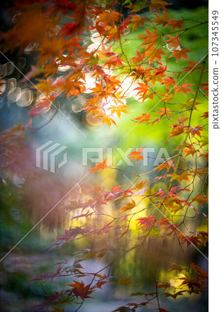 京都的秋天,樂王院的秋葉,秋天夕陽下的神社參道上色彩繽紛的秋葉,光的漩渦 京都的秋天,樂王院的秋葉,秋天夕陽下的神社參道上色彩繽紛的秋葉,光的漩渦 107345549