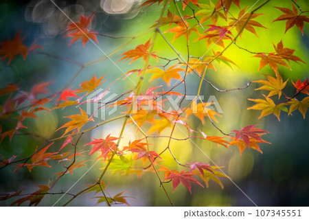 Autumn in Kyoto, autumn leaves at Rakuo-in Temple, colorful autumn leaves on the approach to the shrine under the autumn sunset, swirls of light 107345551