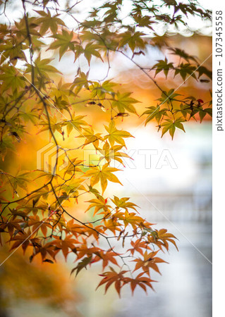 京都的秋天，樂王院的秋葉，秋天夕陽下的神社參道上色彩繽紛的秋葉，光的漩渦 107345558