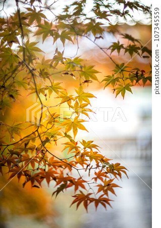 Autumn in Kyoto, autumn leaves at Rakuo-in Temple, colorful autumn leaves on the approach to the shrine under the autumn sunset, swirls of light 107345559