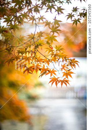 京都的秋天，樂王院的秋葉，秋天夕陽下的神社參道上色彩繽紛的秋葉，光的漩渦 107345560