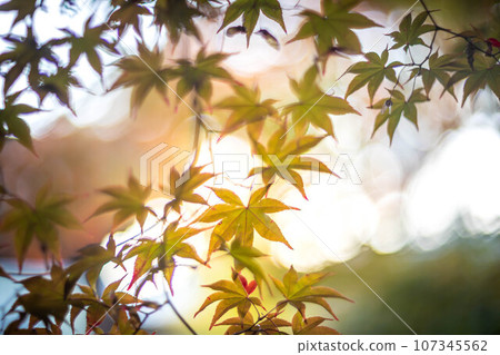 京都的秋天，樂王院的秋葉，秋天夕陽下的神社參道上色彩繽紛的秋葉，光的漩渦 107345562
