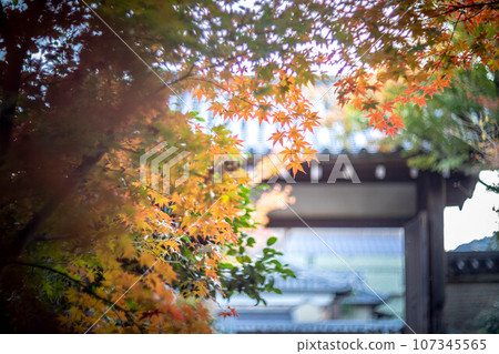 Autumn in Kyoto, autumn leaves at Rakuo-in Temple, colorful autumn leaves on the approach to the shrine and the main gate under the autumn sunset, swirls of light Autumn in Kyoto, autumn leaves at Rakuo-in Temple, colorful autumn leaves on the approach to the shrine and the main gate under the autumn sunset, swirls of light 107345565