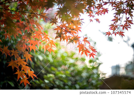 京都的秋天,樂王院的秋葉,秋日夕陽下山門的五彩秋葉,光的漩渦 京都的秋天,樂王院的秋葉,秋日夕陽下山門的五彩秋葉,光的漩渦 107345574