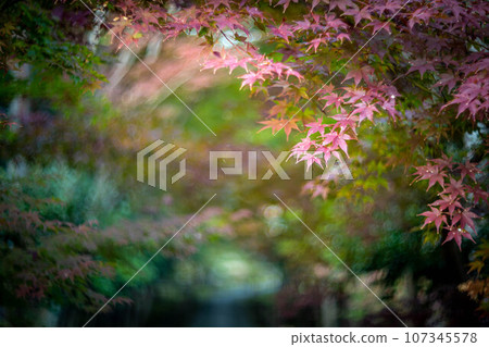 京都的秋天,樂王院的秋葉,秋天夕陽下的神社參道上色彩繽紛的秋葉,光的漩渦 京都的秋天,樂王院的秋葉,秋天夕陽下的神社參道上色彩繽紛的秋葉,光的漩渦 107345578