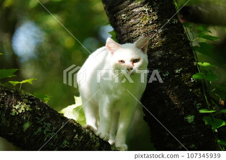 Cute white cat climbing a tree afraid of something 107345939