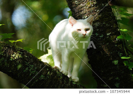Cute white cat climbing a tree afraid of something 107345944