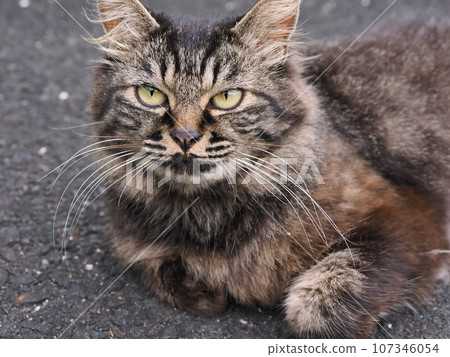 A cat staring at you 107346054