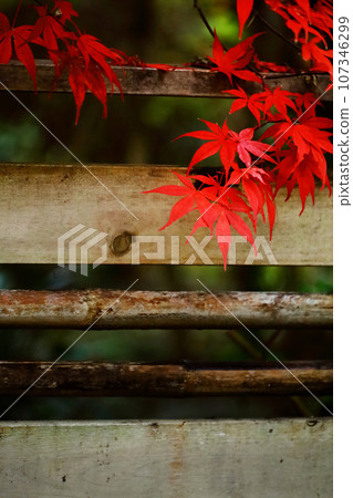 Japanese maples with red autumn leaves decorate the back streets of Kamakura 107346299