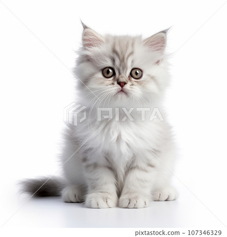 A little cute and adorable kitten 107346329