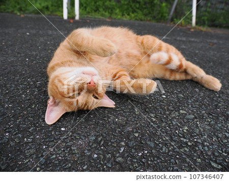 Cats growing Cats growing 107346407