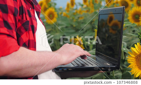 Farmer types and closes laptop working in sunflower field closeup. Farmer grows sunflower plants with computer technology at countryside. Farmer saves data on laptop examining sunflowers field 107346808