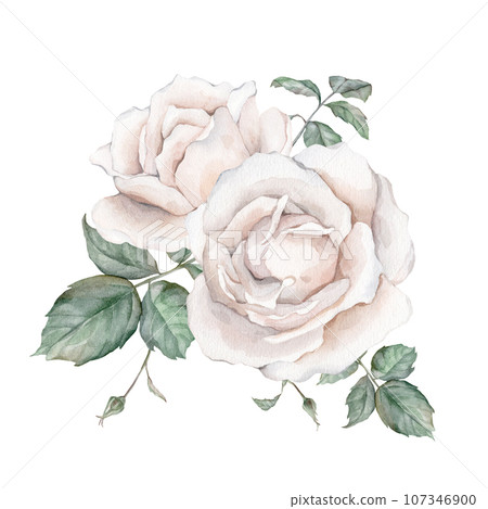 White roses watercolor illustration. hand drawn, isolated white background, flower clipart. for bouquets, wreaths, arrangements, wedding invitations, anniversary, birthday, postcards, greetings 107346900