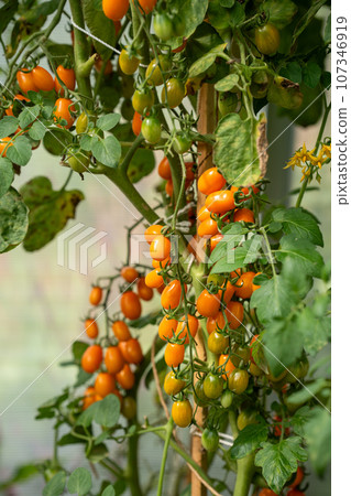 A close-up of a plant with small orange and yellow tomatoes hanging from it. Vertical shot. 107346919