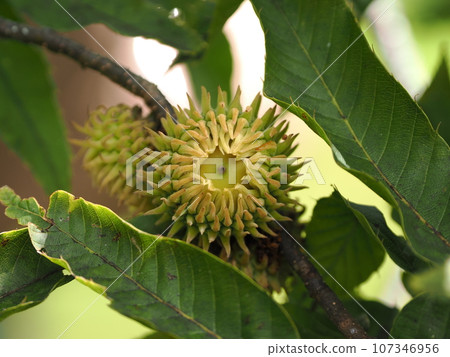 藍色橡子果實 藍色橡子果實 107346956