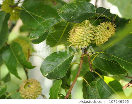 Blue acorn fruit 107346965