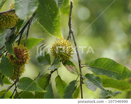 藍色橡子果實 藍色橡子果實 107346990