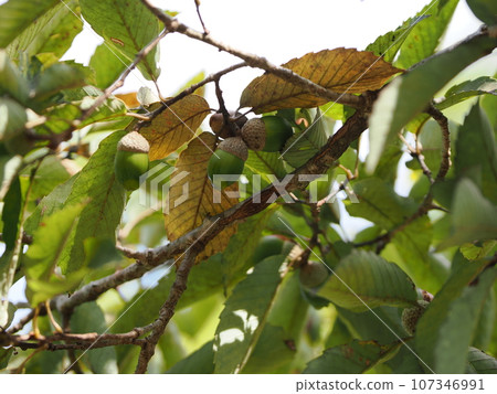 藍色橡子果實 107346991