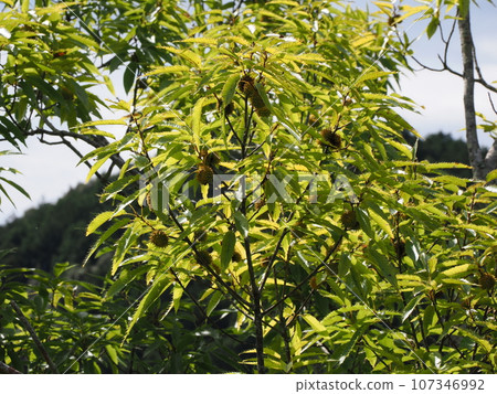 藍色橡子果實 107346992