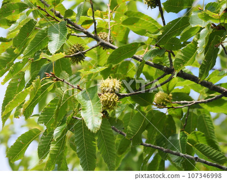 Blue acorn fruit 107346998