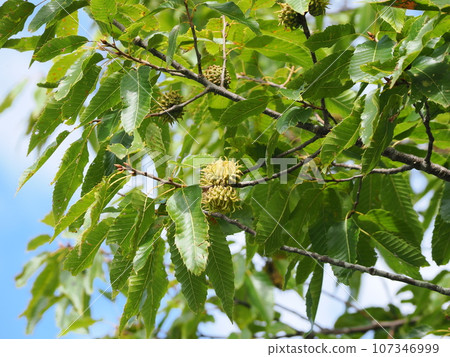 Blue acorn fruit 107346999