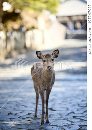 Deer in Nara Park Deer in Nara Park 107347065