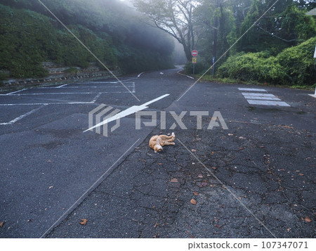 貓生長 貓生長 107347071