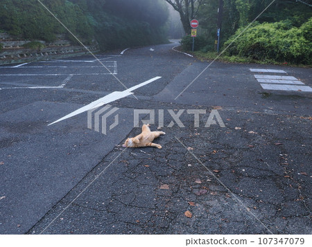 貓生長 貓生長 107347079