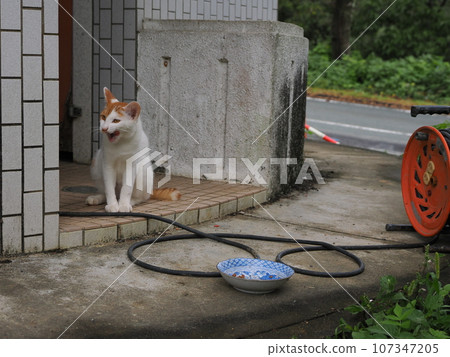Landscape with a cat 107347205