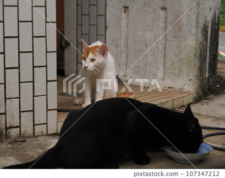Landscape with a cat 107347212