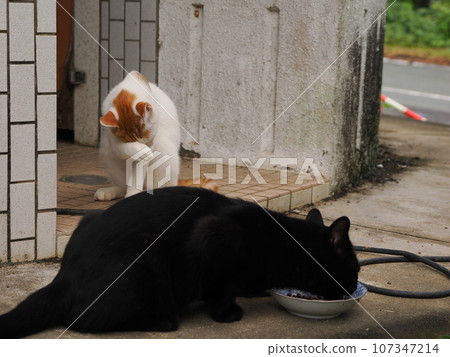 Landscape with a cat 107347214