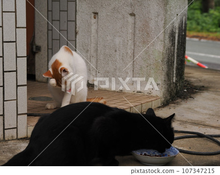 Landscape with a cat 107347215