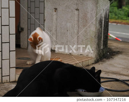 Landscape with a cat Landscape with a cat 107347216