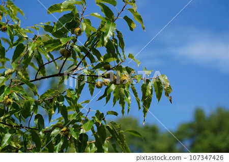 橡子成為一棵樹 107347426