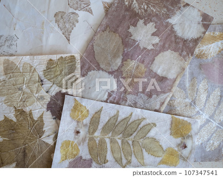 Botanical contact dyeing using leaves. Natural prints on the paper 107347541