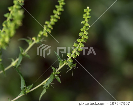 豚草花會引起花粉熱 107347907