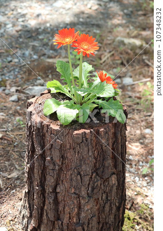 Gerberas in full bloom planted in a log planter Gerberas in full bloom planted in a log planter 107348232