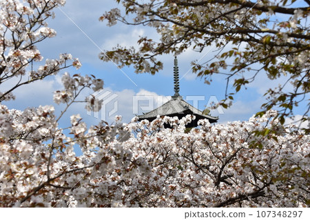 Kyoto in spring in Japan, Ninnaji Temple, a world heritage site, Omuro cherry blossoms in full bloom, a five-storied pagoda that is an important cultural property, and a beautiful blue sky 107348297