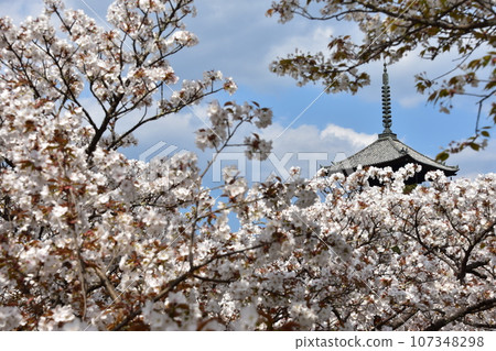 Kyoto in spring in Japan, Ninnaji Temple, a world heritage site, Omuro cherry blossoms in full bloom, a five-storied pagoda that is an important cultural property, and a beautiful blue sky Kyoto in spring in Japan, Ninnaji Temple, a world heritage site, Omuro cherry blossoms in full bloom, a five-storied pagoda that is an important cultural property, and a beautiful blue sky 107348298