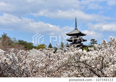 日本春天的京都、世界遺產仁和寺、盛開的大室櫻花、重要文化財產的五層寶塔、美麗的藍天 日本春天的京都、世界遺產仁和寺、盛開的大室櫻花、重要文化財產的五層寶塔、美麗的藍天 107348313