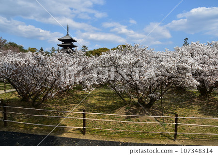 日本春天的京都、世界遺產仁和寺、盛開的大室櫻花、重要文化財產的五層寶塔、美麗的藍天 日本春天的京都、世界遺產仁和寺、盛開的大室櫻花、重要文化財產的五層寶塔、美麗的藍天 107348314