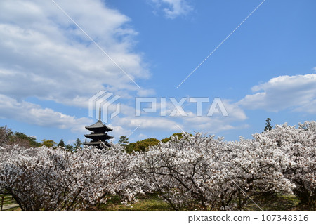 日本春天的京都、世界遺產仁和寺、盛開的大室櫻花、重要文化財產的五層寶塔、美麗的藍天 107348316