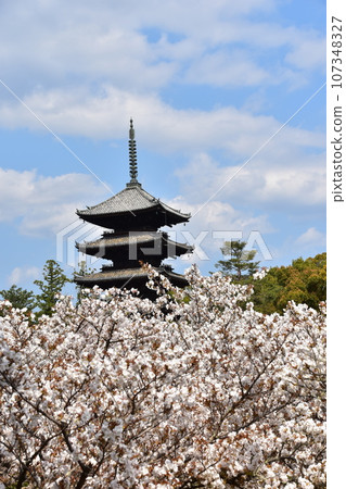 Kyoto in spring in Japan, Ninnaji Temple, a world heritage site, Omuro cherry blossoms in full bloom, a five-storied pagoda that is an important cultural property, and a beautiful blue sky 107348327