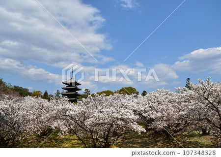 Kyoto in spring in Japan, Ninnaji Temple, a world heritage site, Omuro cherry blossoms in full bloom, a five-storied pagoda that is an important cultural property, and a beautiful blue sky Kyoto in spring in Japan, Ninnaji Temple, a world heritage site, Omuro cherry blossoms in full bloom, a five-storied pagoda that is an important cultural property, and a beautiful blue sky 107348328
