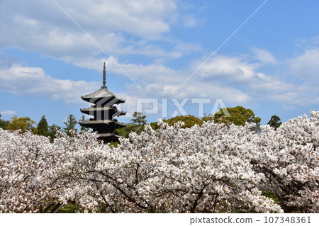 Kyoto in spring in Japan, Ninnaji Temple, a world heritage site, Omuro cherry blossoms in full bloom, a five-storied pagoda that is an important cultural property, and a beautiful blue sky Kyoto in spring in Japan, Ninnaji Temple, a world heritage site, Omuro cherry blossoms in full bloom, a five-storied pagoda that is an important cultural property, and a beautiful blue sky 107348361